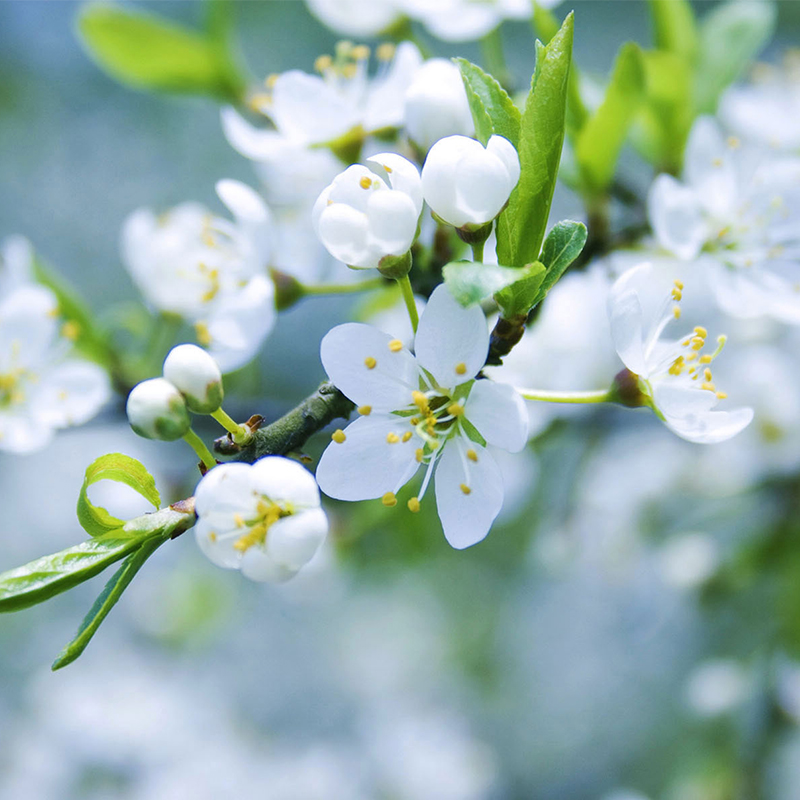 蘋果花水