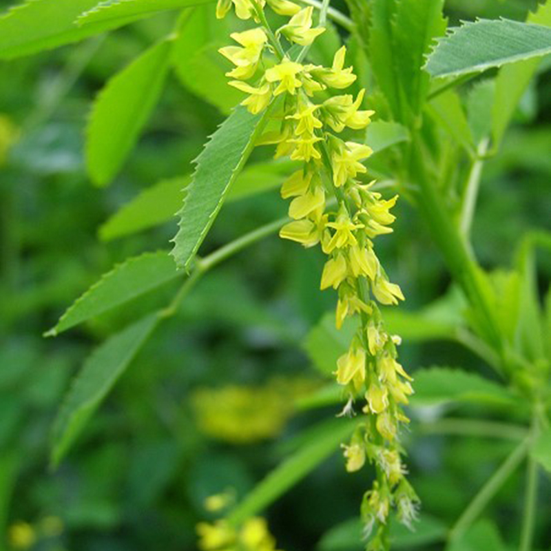 草木樨(萃取液)